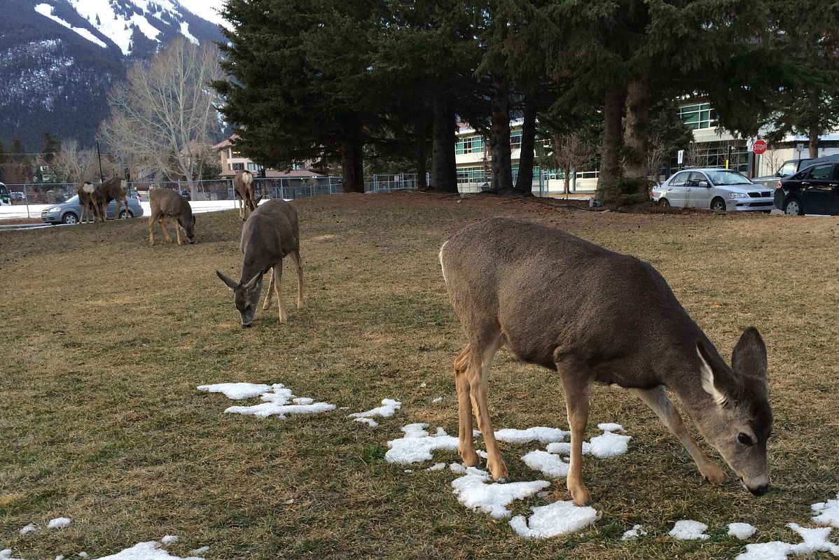 09C Mule Deer Eating Some Grass In The Heart Of Banff